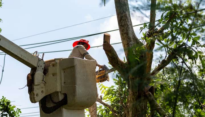 Tree care and maintenance services in Omaha