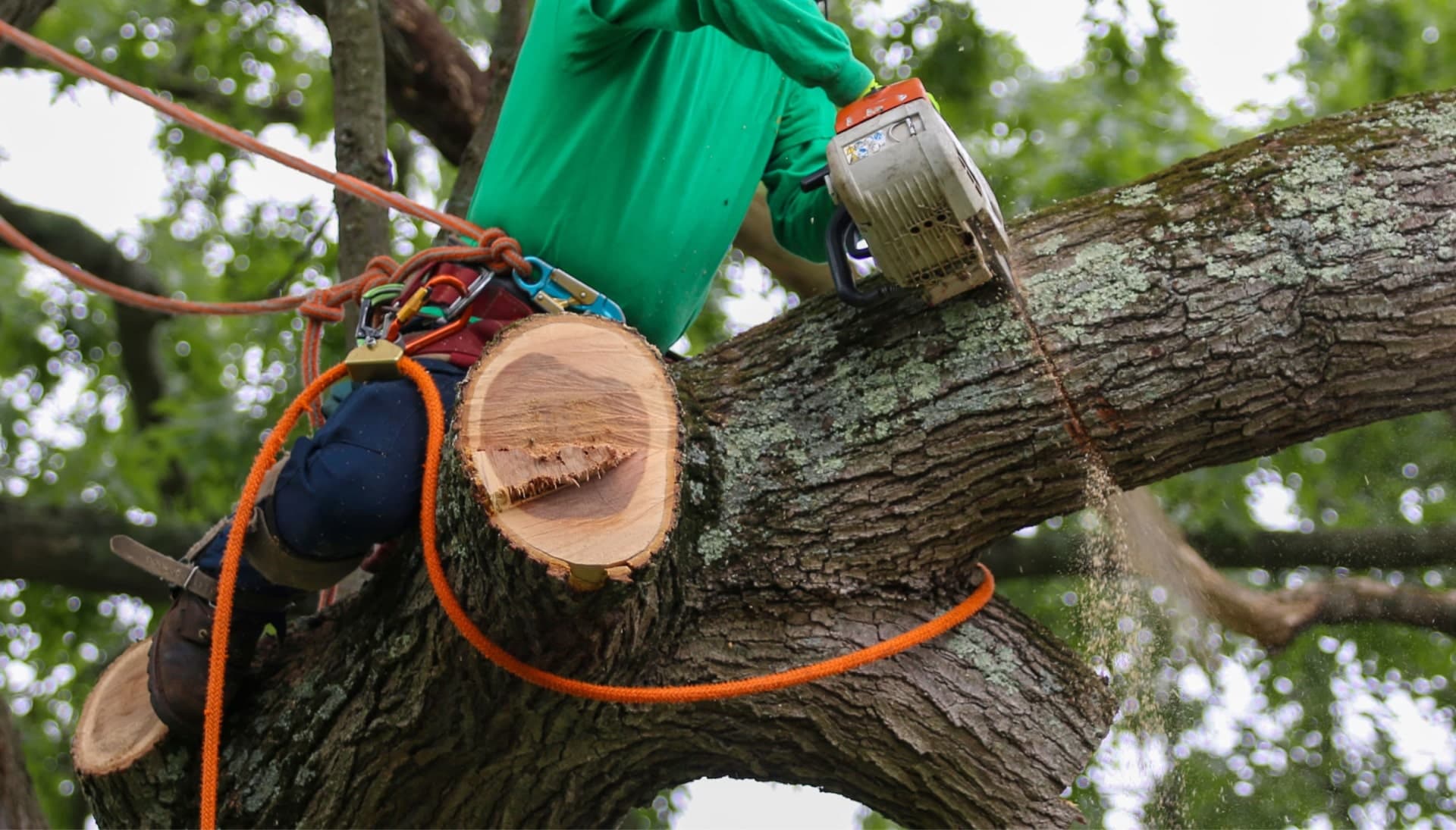 Shed your worries away with best tree removal in Omaha