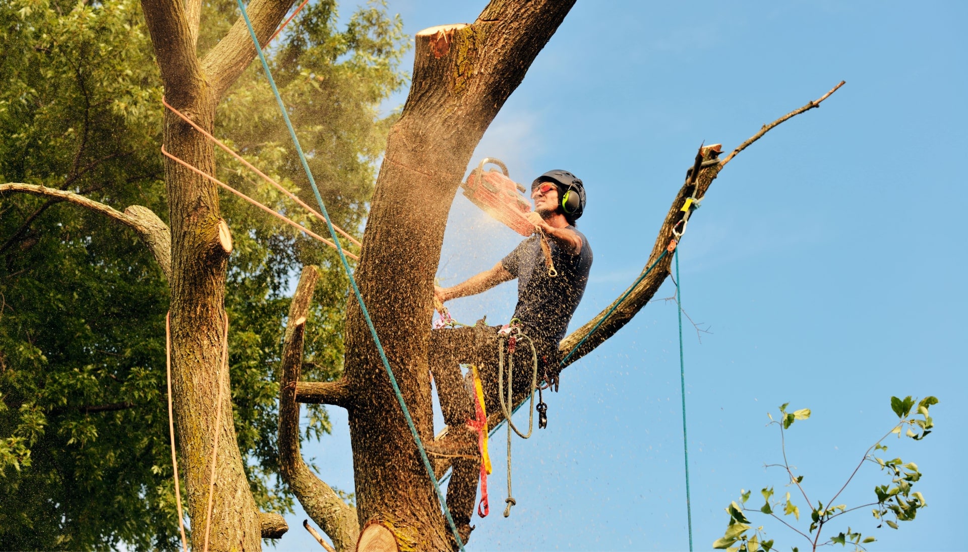 Get rid of tree problems with the expert tree removal contractors in Omaha