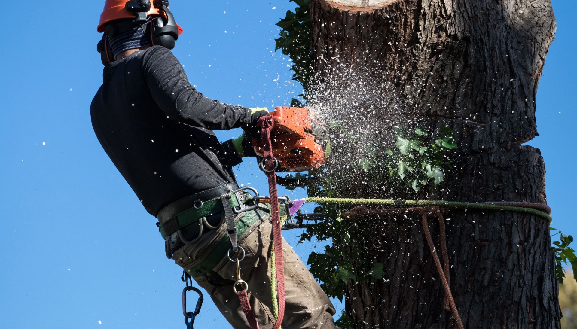 Professional Tree removal solutions in Omaha
